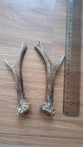 Roe deer antlers natural - roe, (