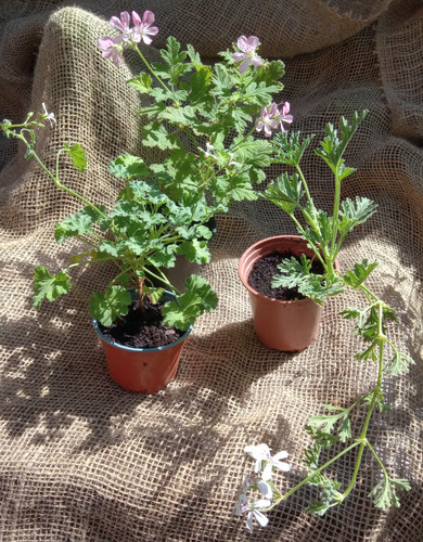 Scented pelargonium 3 - scented, x