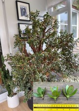 Giant Jade plant (Money Plant) Cuttings x 3