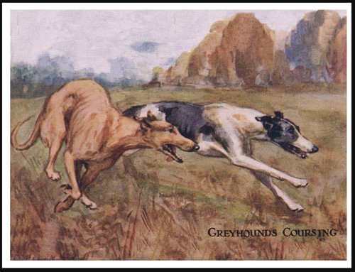 Greyhound coursing dogs lovely - greyhound,