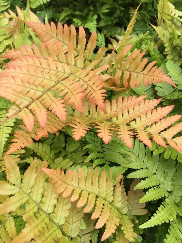 Ferns dryopteris erythrosora - ferns,