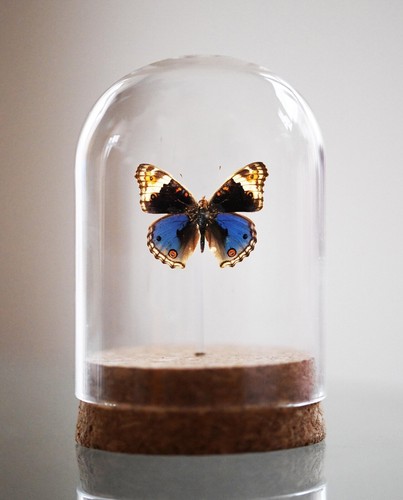 Blue pansy butterfly junonia - pansy,