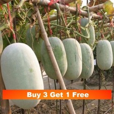 3x Hairy Gourd seeds mini