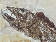 Rare Fossil Viper Fish