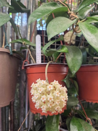 Hoya pottsi chian - pottsi, ,