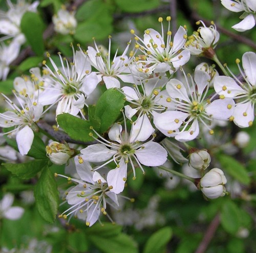Blackthorn hedging 40cm tall - 40cm,
