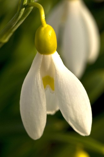 Galanthus madelaine snowdrop - galanthus,