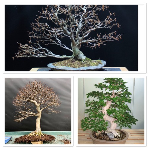 Multi branching beech starter - multi,