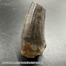 Spinosaurus dinosaur tooth fossil – genuine specimen – suchomimus  cretaceous