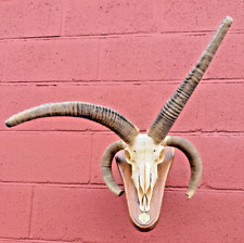 Stunning Jacob’s Ram Skull
