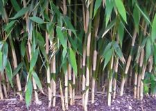 Fargasia JUMBO STEM Bamboo