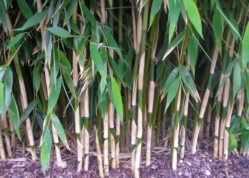 Fargasia jumbo stem bamboo - fargasia,