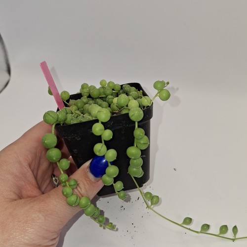 String pearls plant senecio - plant,