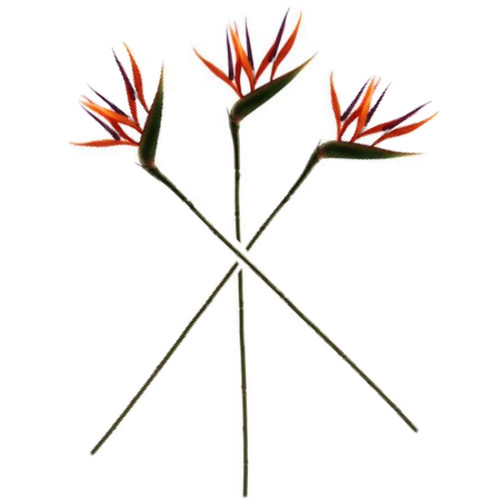 Bird paradise stems - of,