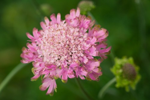 Scabiosa atropurpurea - scabiosa, x