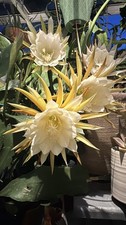 Epiphyllum Orchid Cactus “ Cooperi” Mature Rooted cutting   20cm+,XL  Scented 