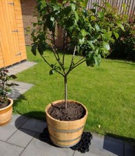 New Hardwood Half Wine Barrel Planters Flower Pot Herb Garden Wooden Tree Plant