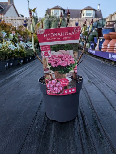 Hydrangea yulika pot - l,