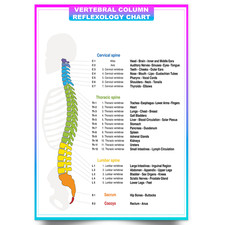Spine Anatomy Poster Vertebral Column Reflexology Poster Human Anatomy Chart