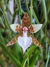Rare Lemboglossum rossii