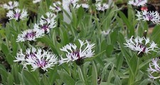Centaurea montana Amethyst in