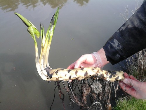 Large pond plant water lily - 1,