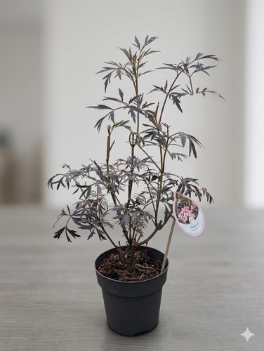 Sambucus black lace nigra - sambucus,