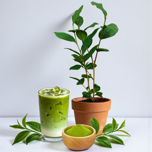 Matcha tea plant 12cm pot - plant,