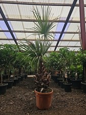 1x8ft Inc Pot Livistona