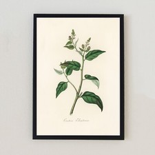 1836 Vintage Plant