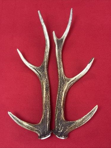 Pair sika deer antlers - of,