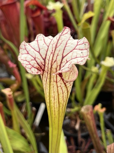 Sarracenia mitchelliana white - mitchelliana,