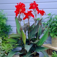 Canna Lily - BLACK KNIGHT -