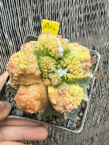 Ariocarpus godzilla variegated - godzilla,