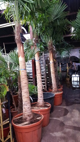 1x11ft inc pot trachycarpus - 1x11ft,