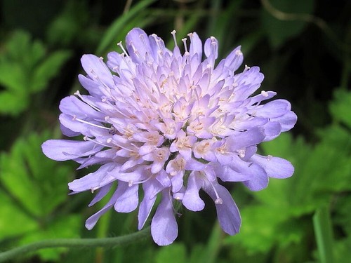Field scabious knautia - field,