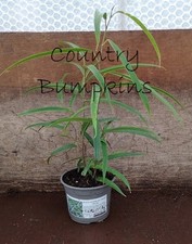 Ficus Binnendijkii Alii in a 13cm pot , Long Leaf Fig tree, House Plant