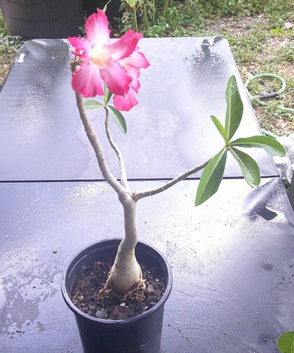 Adenium desert rose obesum - rose,