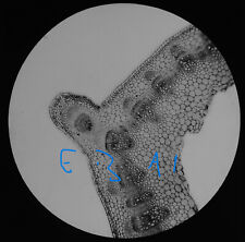 Microscope Photo BEAN STEM