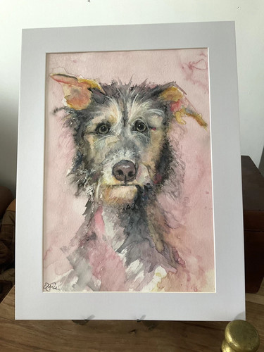 Irish wolfhound dog - wolfhound,