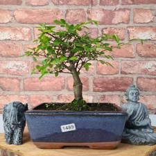 Chinese Elm Bonsai Tree In