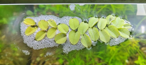 Live aquarium plant salvinia - aquarium,