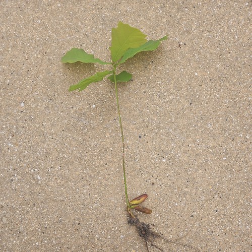 English oak tree seedlings - tree,