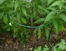 PLANT SUPPORTS PACKS OF 10