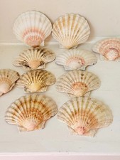 Set of 10 Natural Scallop