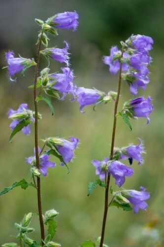 Campanula trachelium mix x5 - campanula, mix'