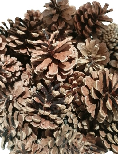 Pine fir cones pinecone - 50,