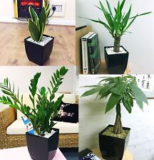 Indoor House Plant in Square Milano Gloss Black PVC Pot Evergreen Patio Garden 