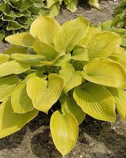 Hosta 'Sum and Substance hardy perennial plant in 17cm pot.