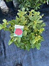 Rhododendron Red Jack 5ltr Pot